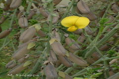 Crotalaria spectabilis